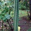 Trichocereus _pachanoi _(Echinopsis pachanoi) _12